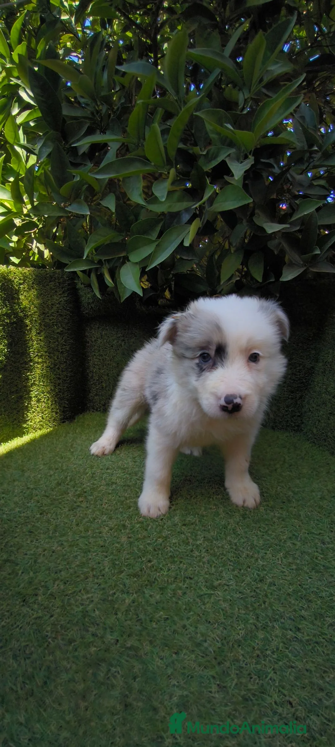 Border Collie perros en venta: border collie blue merle y blanco y negro - Anuncio 20