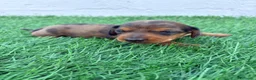 Teckel Miniatura perros en venta: Teckel Miniatura - Anuncio 22