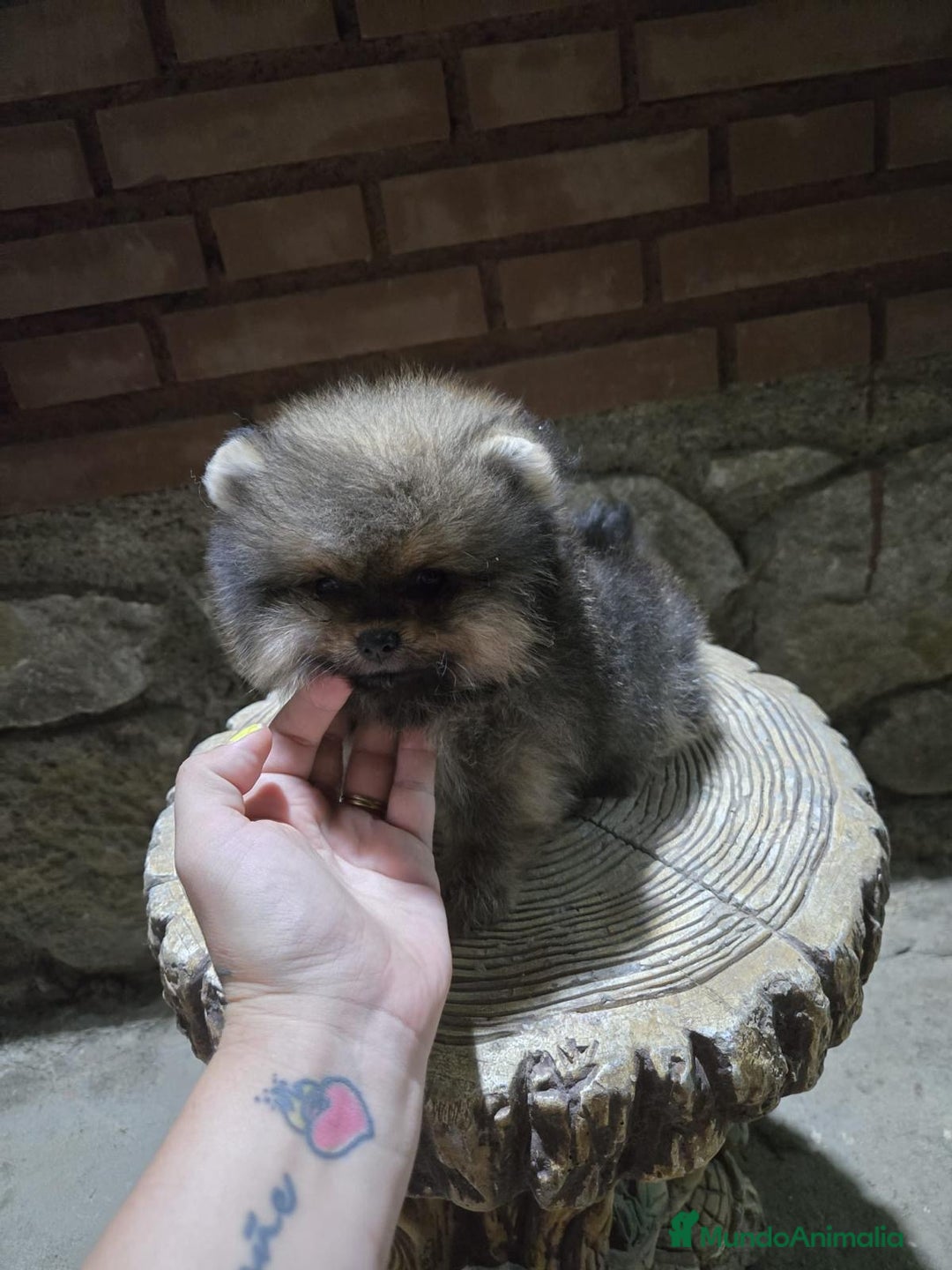 Pomerania perros en venta: Pomerania de calidad superor - Imagen 3