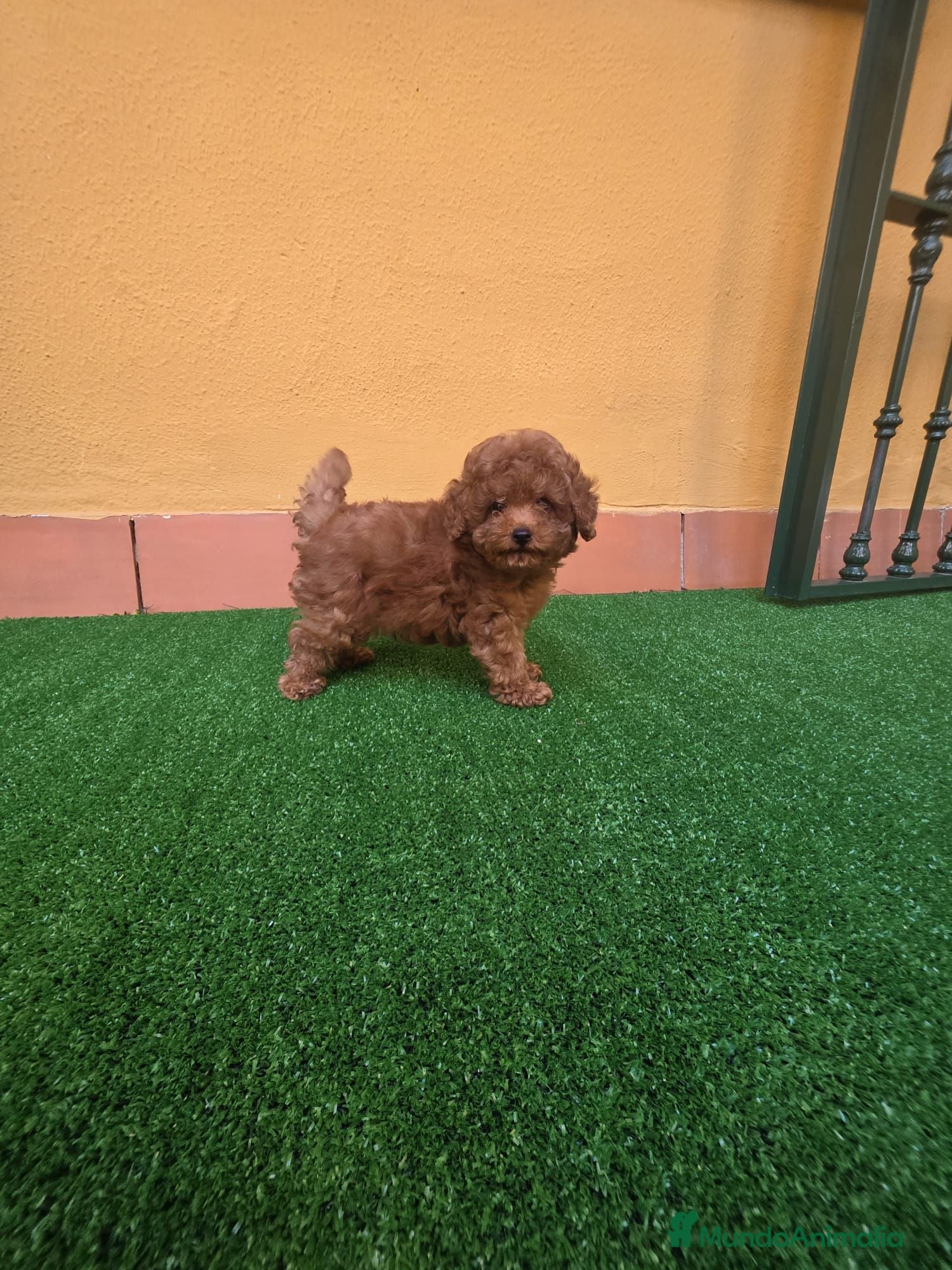 Caniche Enano perros CANICHE TOY - Anuncio 1