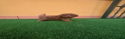 Caniche Enano perros en venta: CANICHE TOY - Anuncio 1