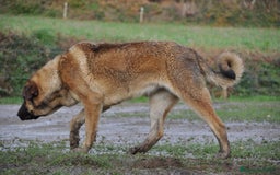 Mastín Español perros en venta: Camadas de Mastín Español Autóctono Tradicional - Imagen 5