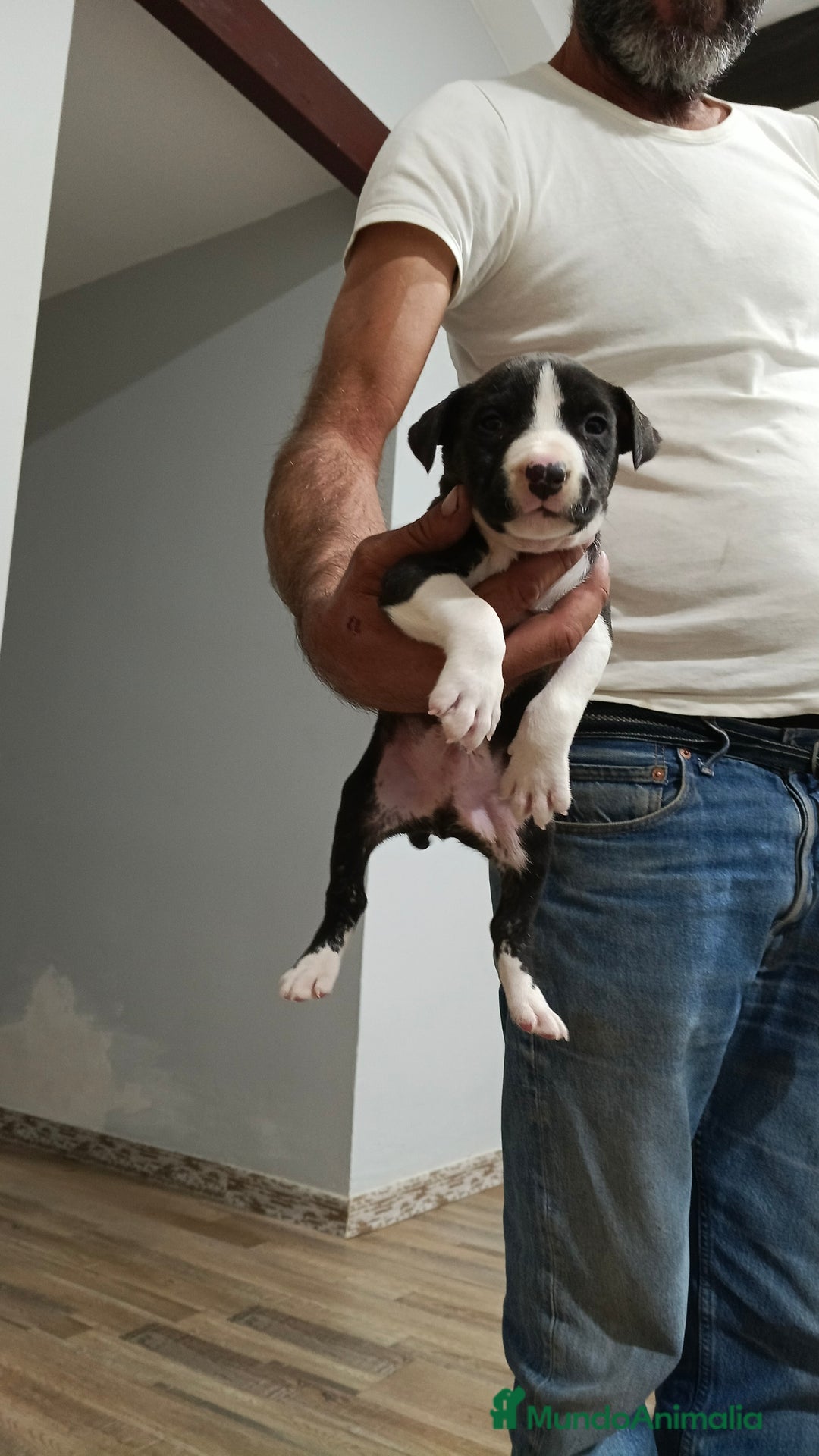 American Staffordshire-Terrier perros en venta: American estanford  - Anuncio 5