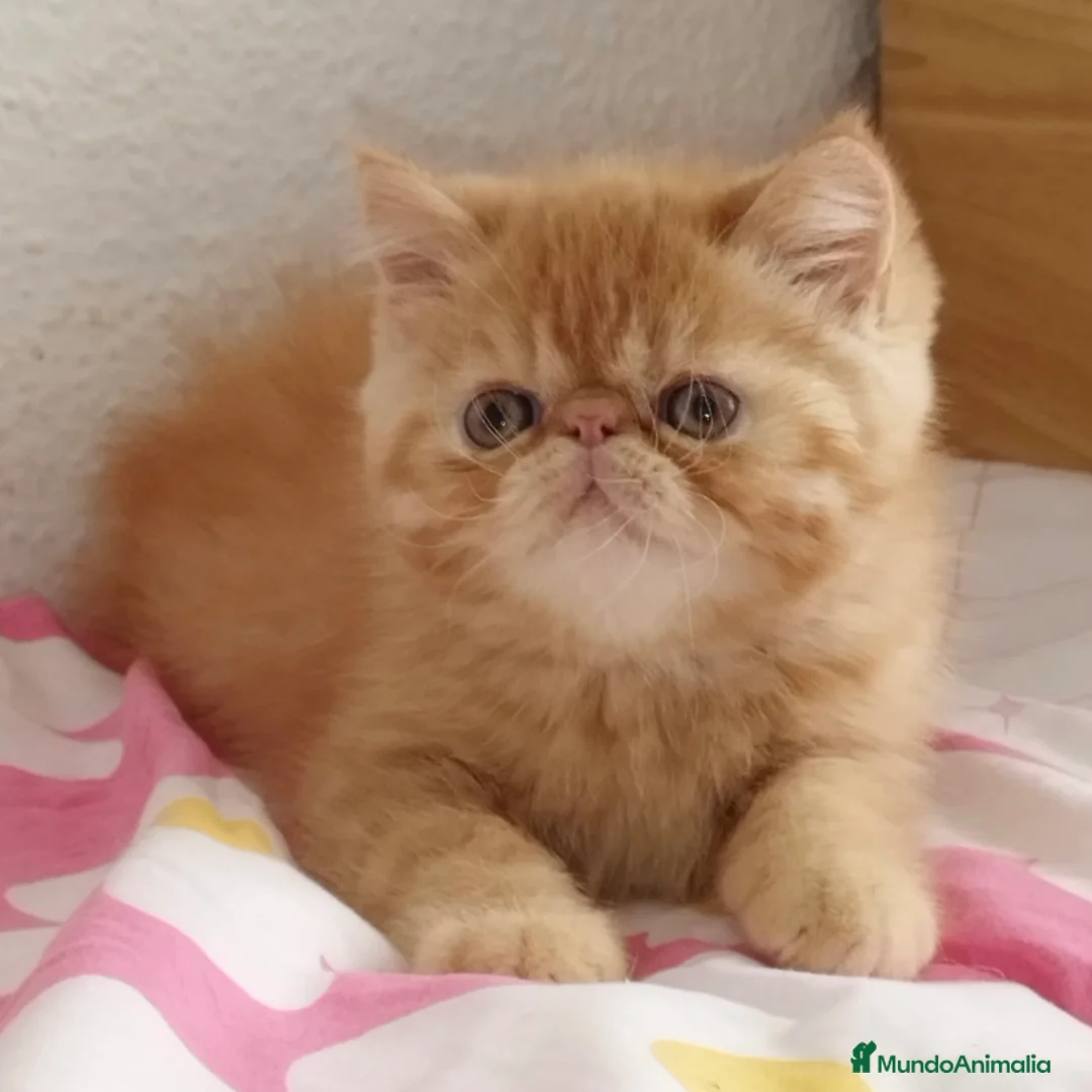 Persa gatos en venta: Persa Exótico  - Anuncio 1