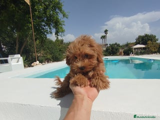 Maltipoo perros - Anuncio 14