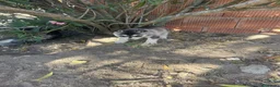 Husky Siberiano perros en venta: Huskys siberianos de Calidad  - Anuncio 7