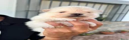 Pomerania perros en venta: Pomerania  - Anuncio 3