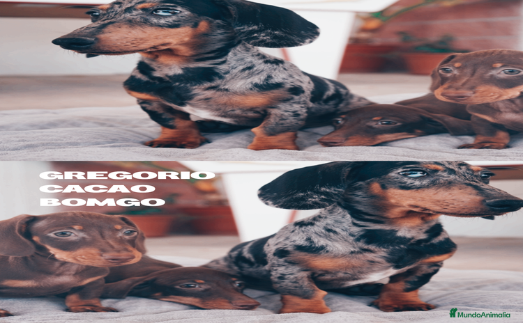 Teckel Miniatura perros - Anuncio 15