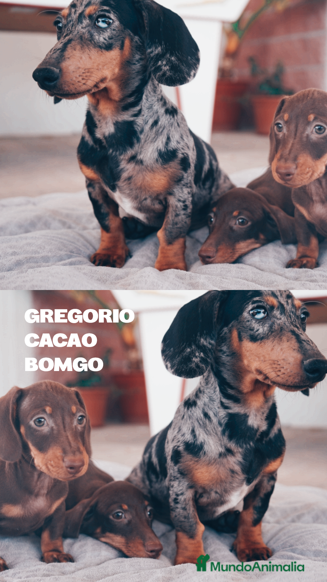 Teckel Miniatura perros en venta: 🐾 Gregorio, Bongo y Cacao – Teckel únicos 🍫 - Imagen 1