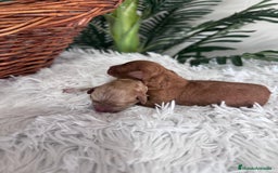 Caniche Toy perros en venta: CANICHE TOY HEMBRA. ENVIOS A TODA ESPAÑA - Imagen 1