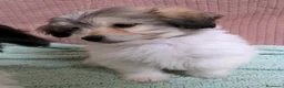 Bichón Habanero perros en venta: Machitos de bichon habanero - Anuncio 12