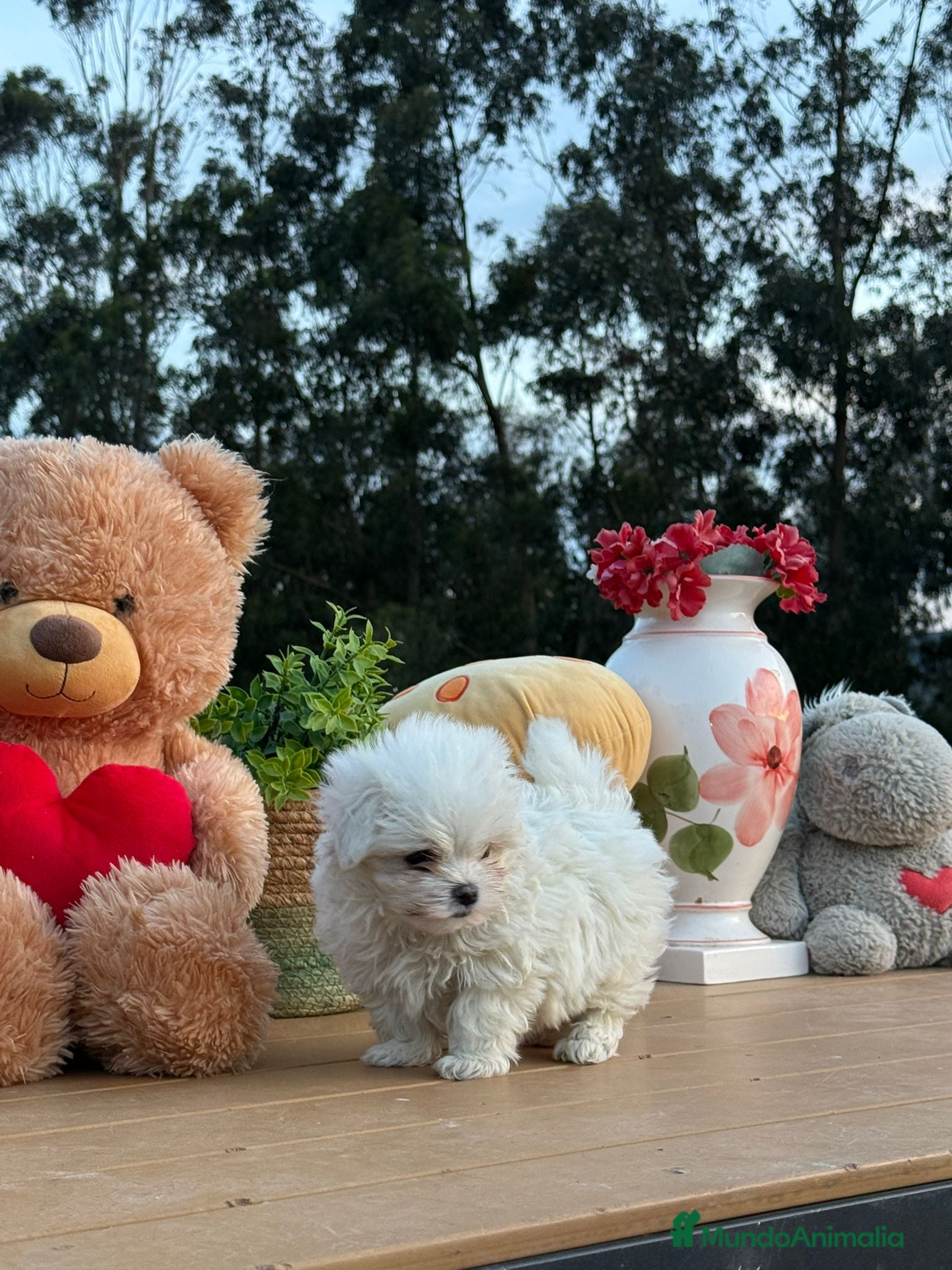 Bichón Maltés perros Bichón maltés coreano/americano  - Anuncio 5