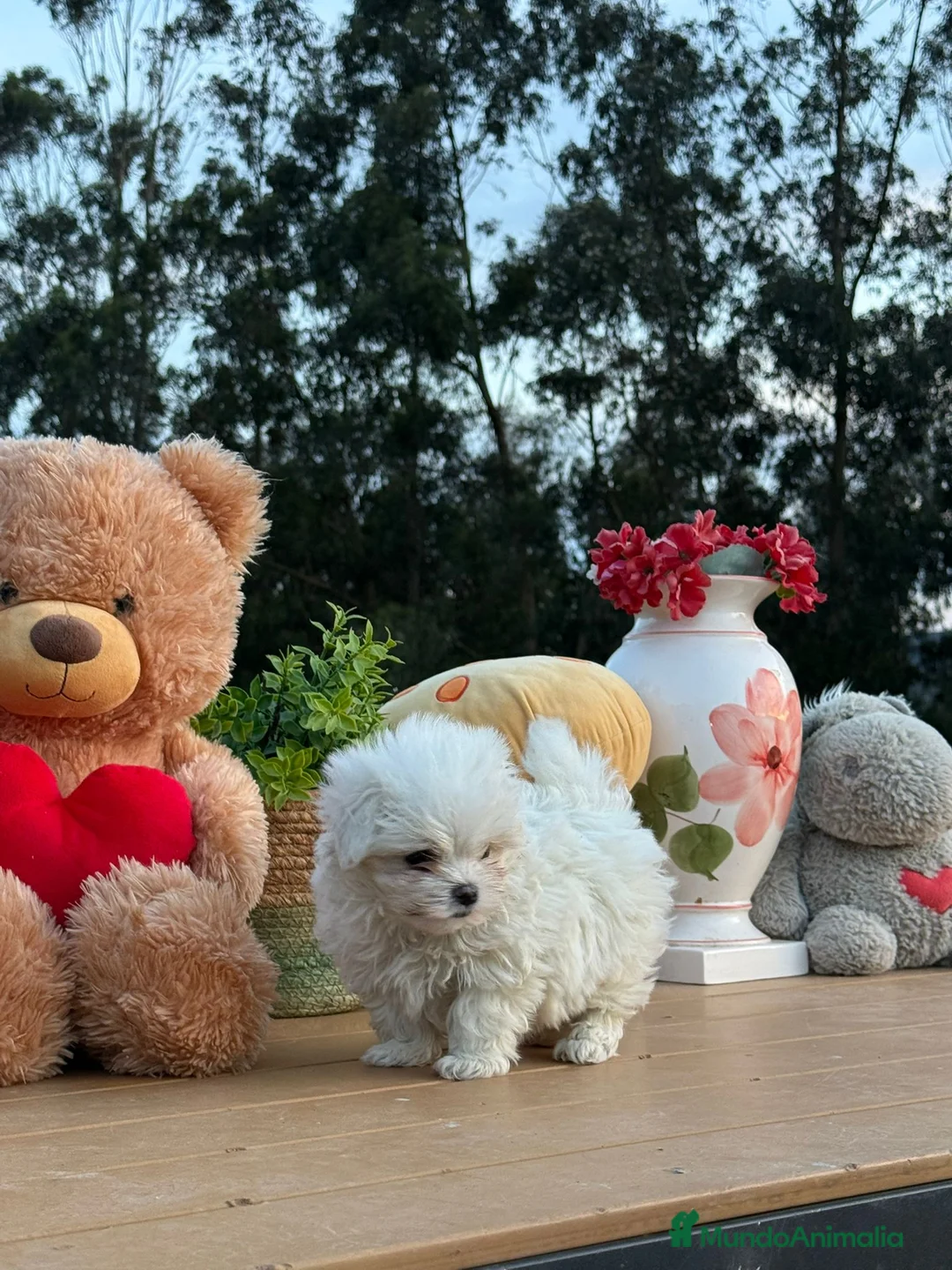 Bichón Maltés perros en venta: Bichón maltés coreano/americano  - Anuncio 1