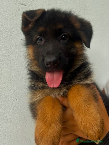 Pastor Alemán perros en Valencia - Anuncio 4