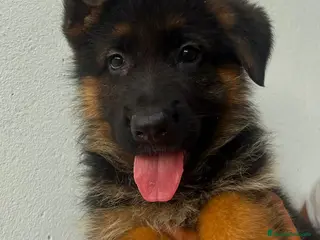 Pastor Alemán perros Pastor alemán cachorros venta Valencia en Valencia - Anuncio 4