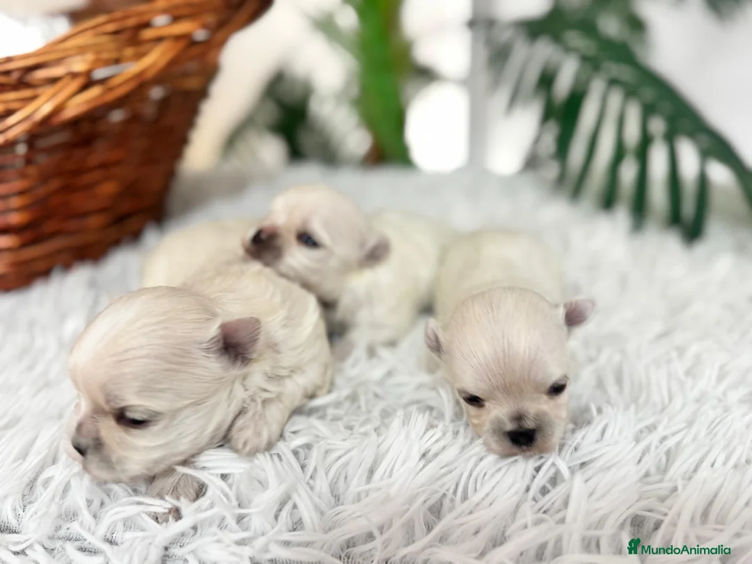 Bichón Maltés perros en venta: BICHÓN MALTÉS 100x100 COREANO - Anuncio 15