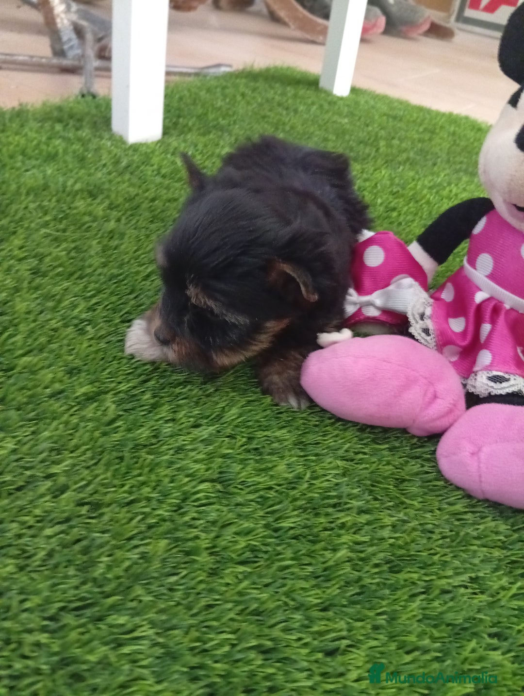 Yorkshire Terrier perros en venta: Precioso yorkshire mini toy  - Anuncio 2