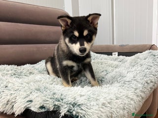 Pomsky perros Pomsky miniatura multigeneracional - Anuncio 3