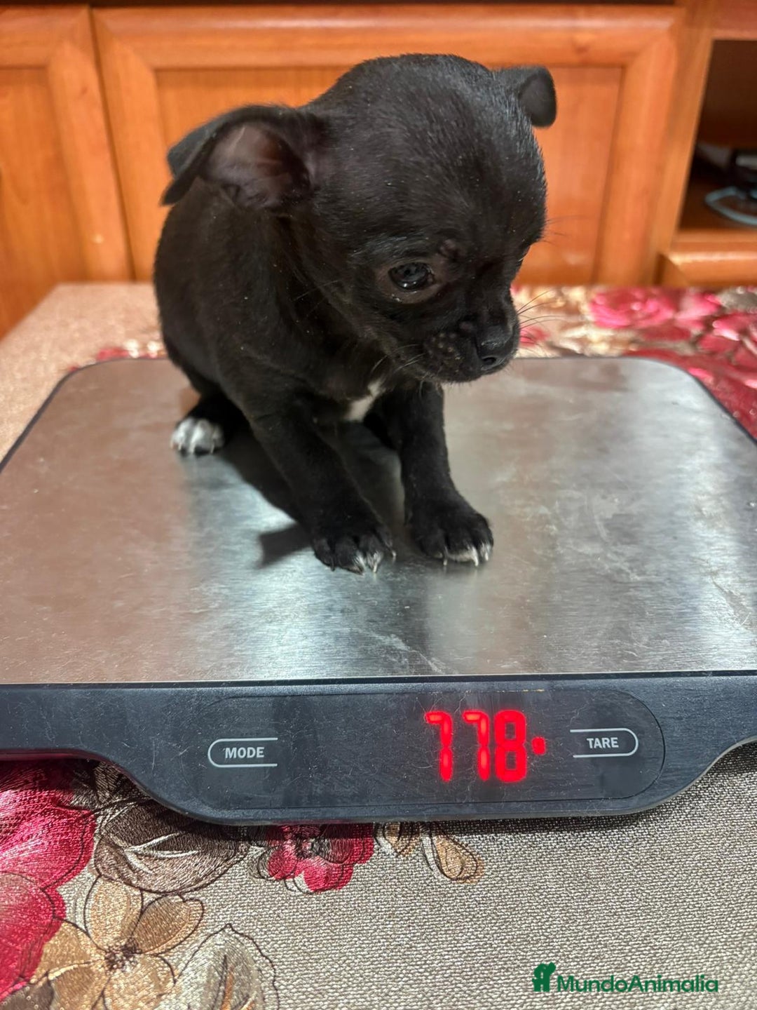 Chihuahua perros en venta: Chihuahua toy negro - Anuncio 8