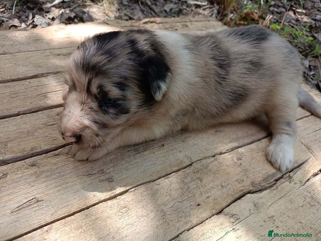 Border Collie perros en venta: Border collie chocolate y merle - Imagen 7