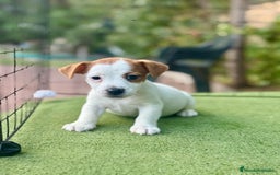 Jack Russell Terrier perros en venta: Jack Russell juguetones guapos  - Imagen 3
