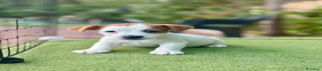 Jack Russell Terrier Cachorro 1