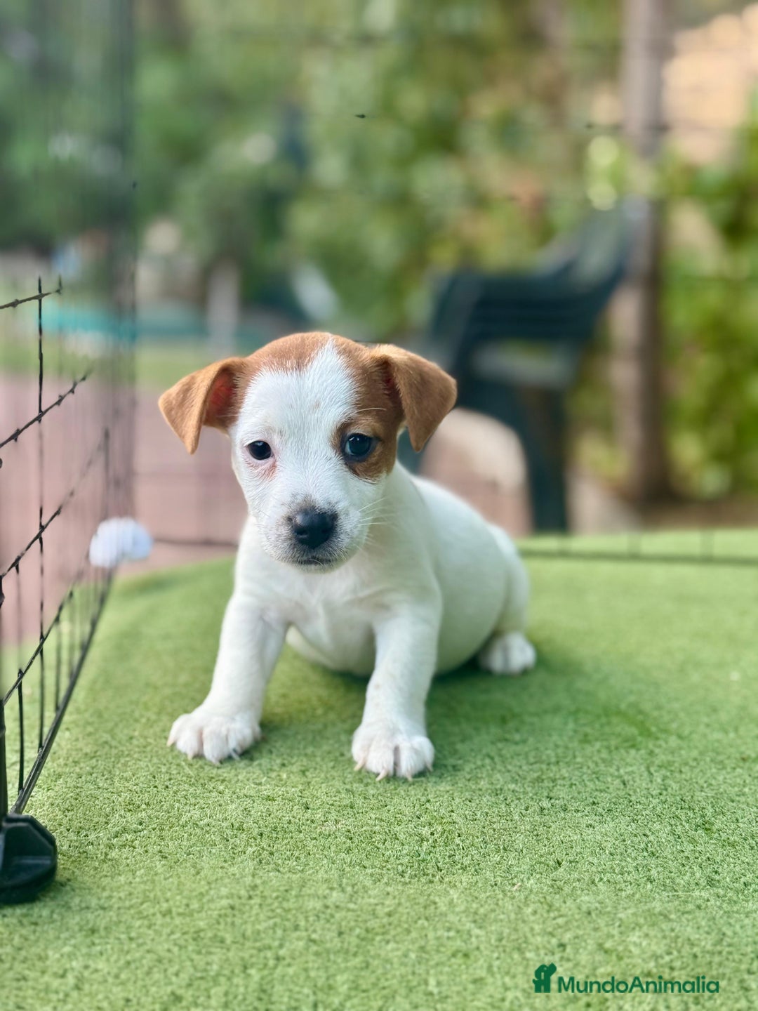 Jack Russell Terrier perros en venta: Jack Russell juguetones guapos  - Imagen 3