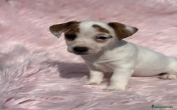 Jack Russell Terrier perros en venta: JACK RUSSEL HEMBRA DISPONIBLE - Imagen 4