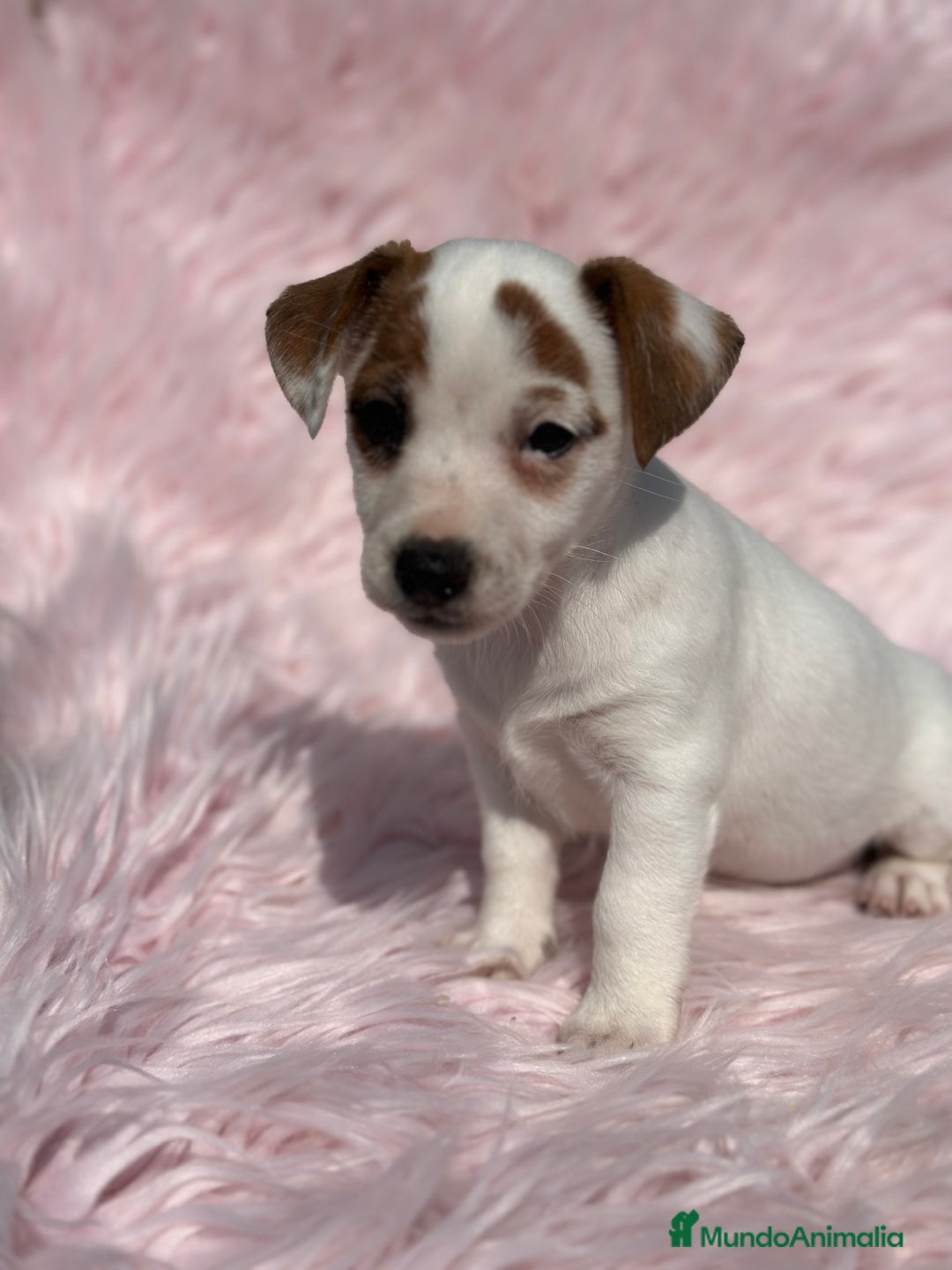 Jack Russell Terrier perros en venta: JACK RUSSEL HEMBRA DISPONIBLE - Imagen 4