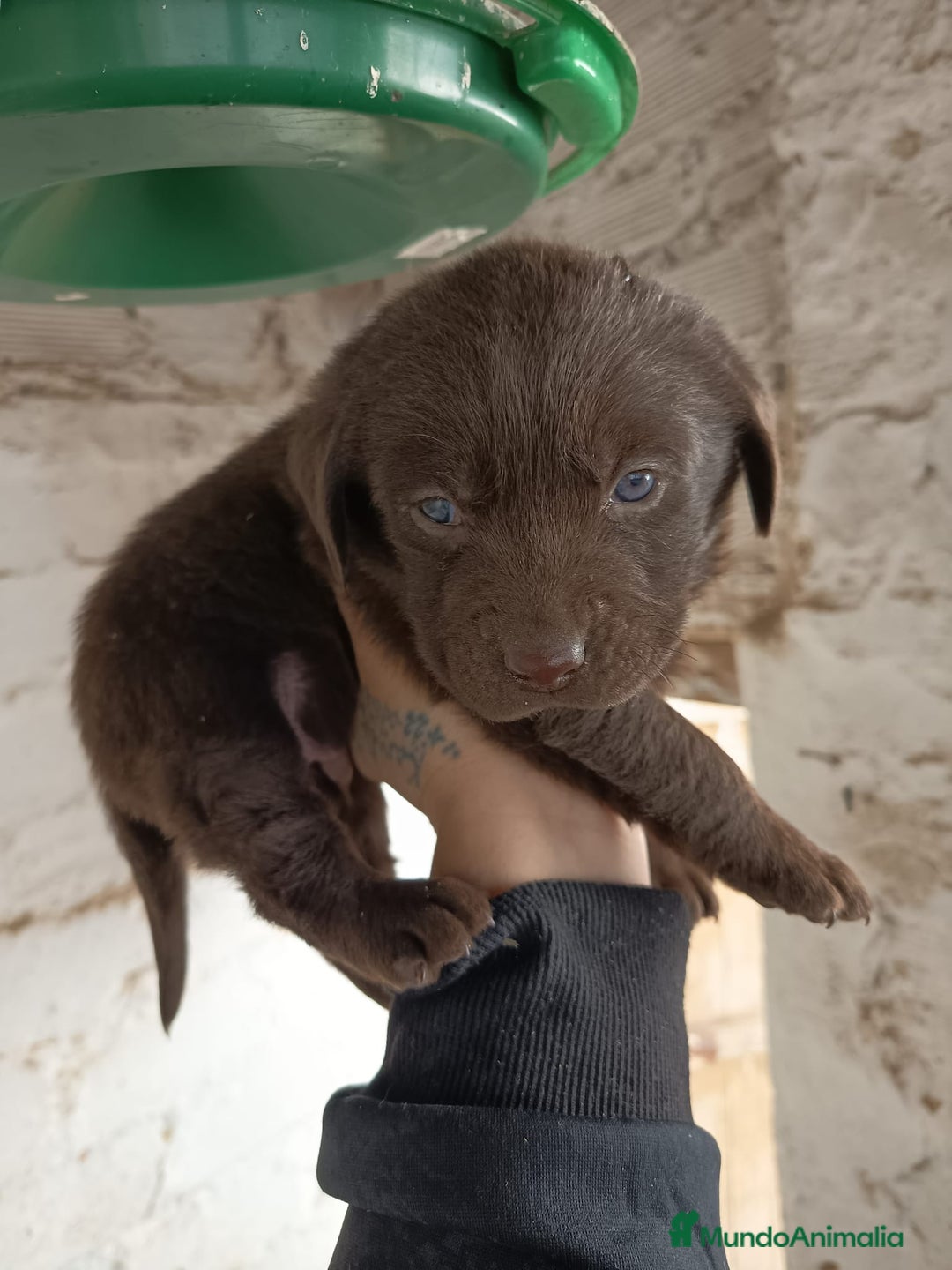 Labrador Retriever perros en venta: Labrador retriever chocolate  - Anuncio 2