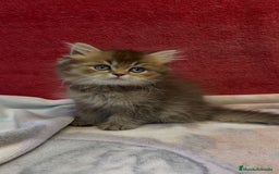 Británico de Pelo Largo gatos en venta: Monísimo British Golden de ojos verdes - Imagen 7