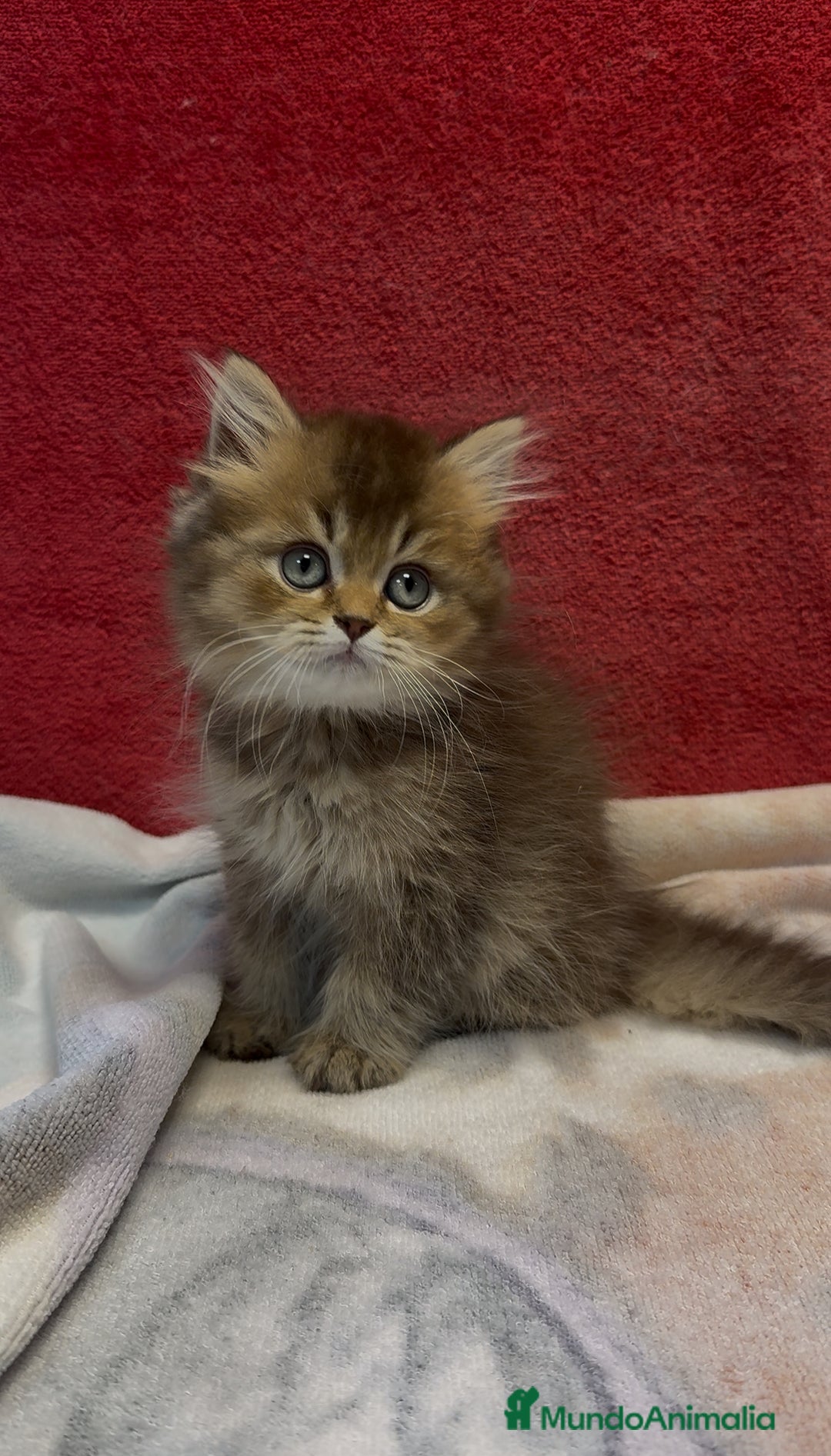 Británico de Pelo Largo gatos en venta: Monísimo British Golden de ojos verdes - Imagen 7