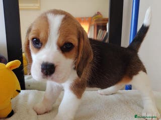 Beagle perros Beagle americano en Ciudad Real - Anuncio 4