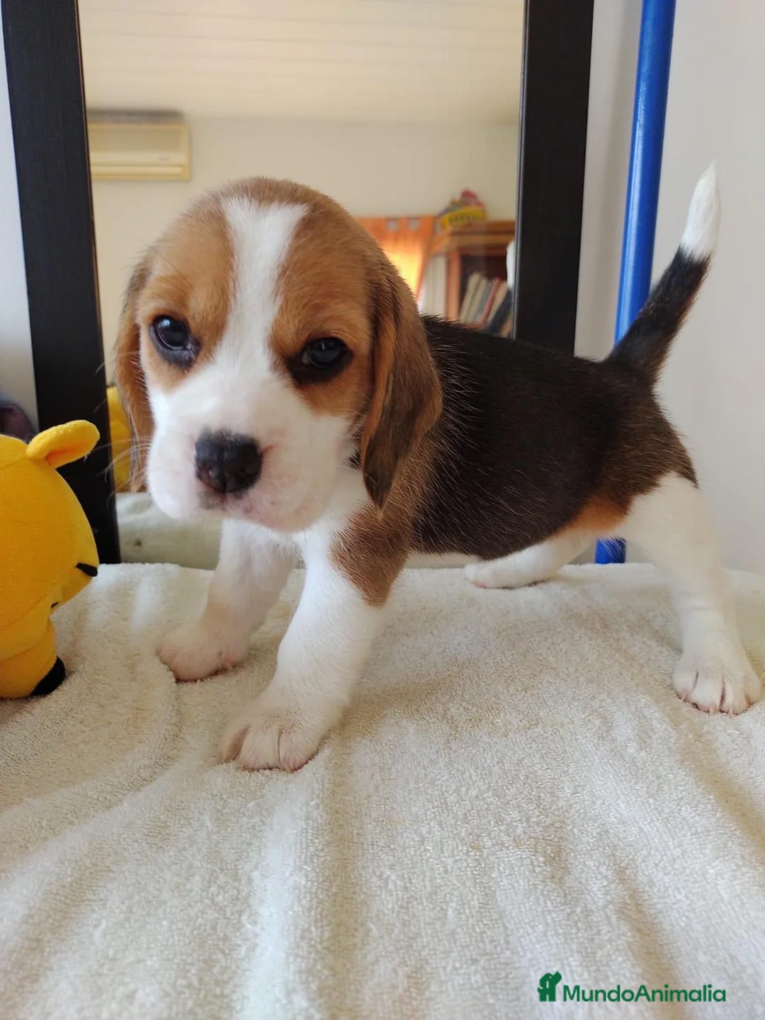 Beagle perros en venta: Beagle americano  en Ciudad Real - Anuncio 1