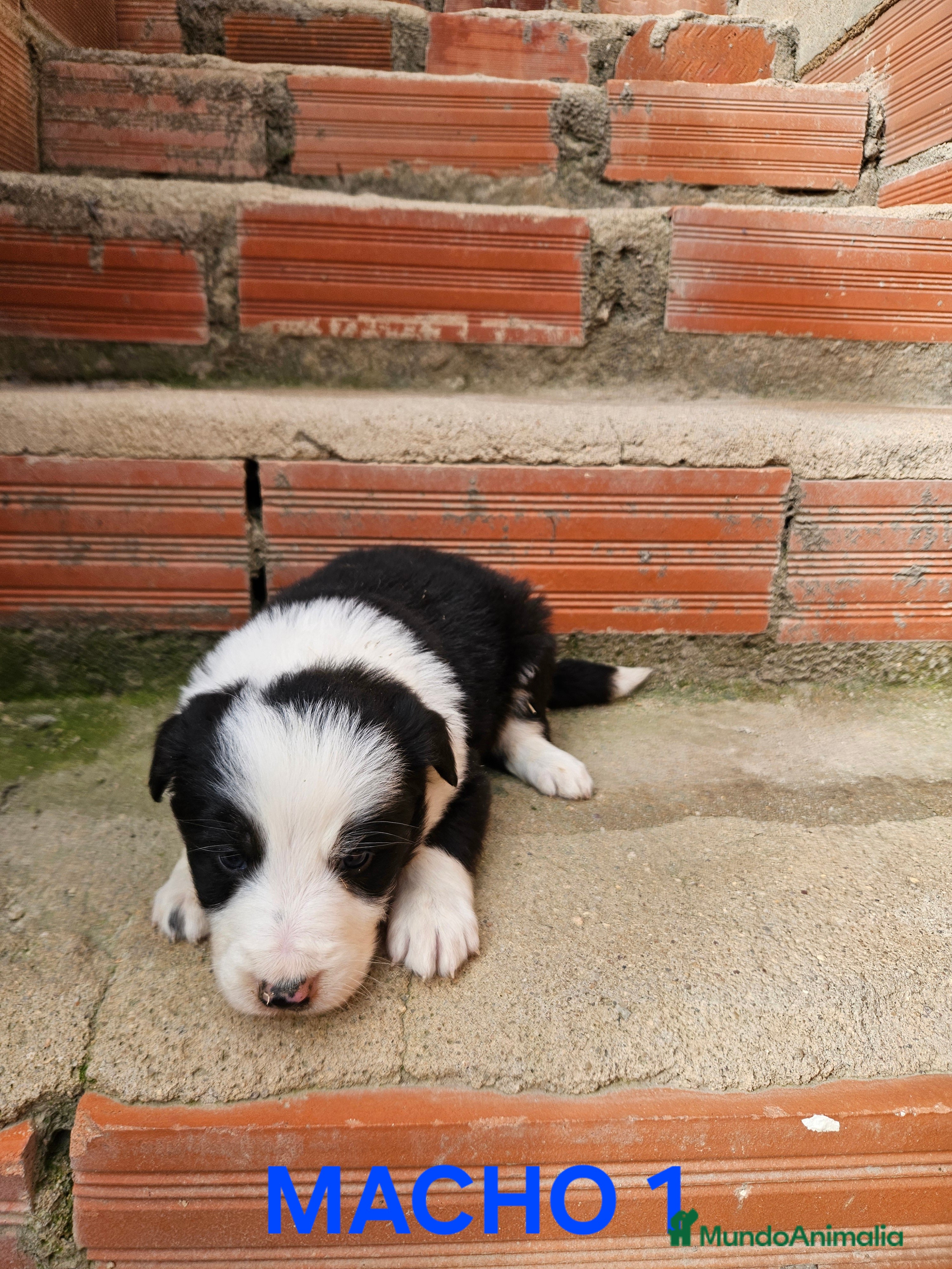 Border Collie perros Camada border collie - Anuncio 3