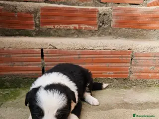 Border Collie perros Camada border collie - Anuncio 3
