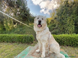 Raza Mixta perros en Castellón - Anuncio 3