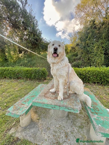 Raza Mixta perros en Castellón - Anuncio 3