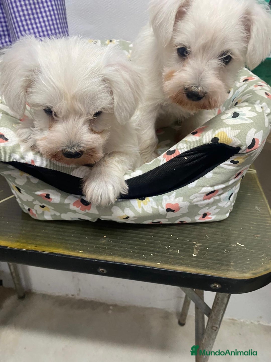 Schnauzer Miniatura perros en venta: SCHNAUZER MINIATURA  - Anuncio 4