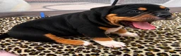American Bully perros en venta: American Bully Pocket - Anuncio 8