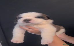 San Bernardo perros en venta: San Bernardo  - Imagen 3