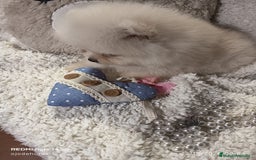 Pomerania perros en venta: Pomerania ositos mini 🩷 - Imagen 4