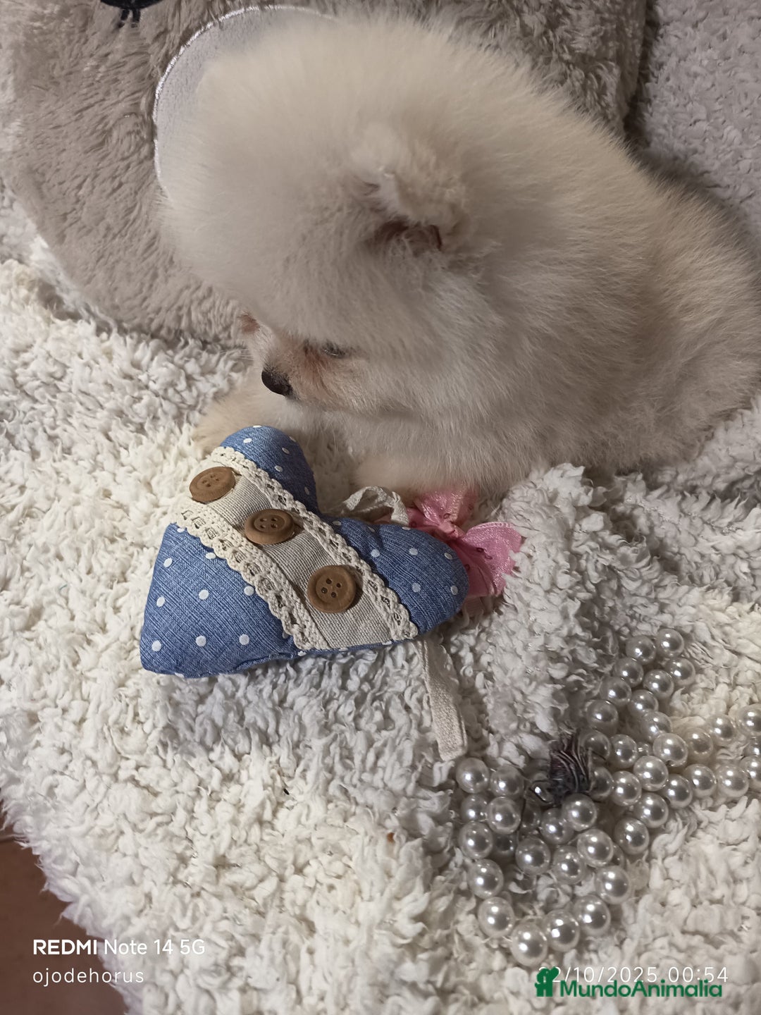 Pomerania perros en venta: Pomerania ositos mini 🩷 - Imagen 4