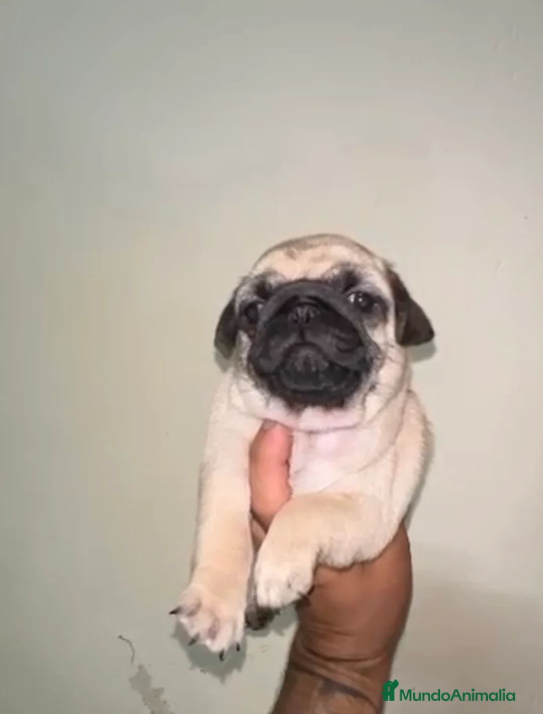 Carlino - Pug perros en venta: Cachorros de carlino🐶🐾 en Málaga - Anuncio 7