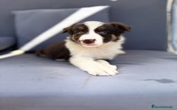Border Collie perros en venta: Border collie chocolate  - Imagen 20