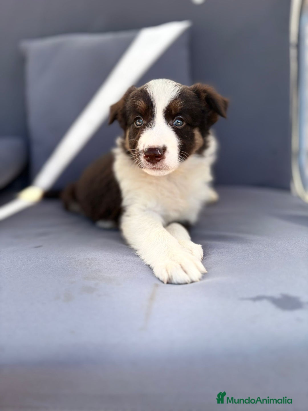 Border Collie perros en venta: Border collie chocolate  - Imagen 20