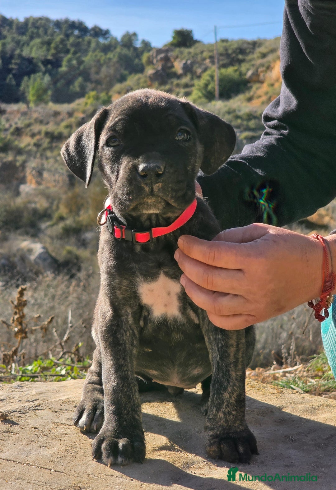 Cane Corso perros en venta: Molosos de Odin Cane Corso kennel - Anuncio 8