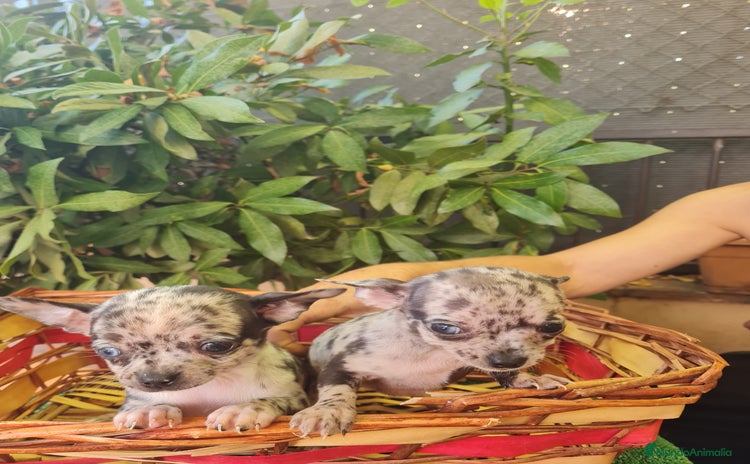 Chihuahua perros - Anuncio 6