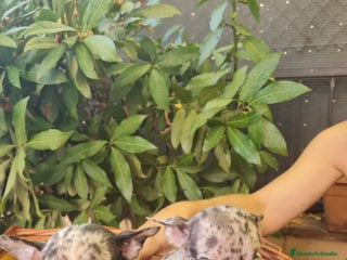 Chihuahua perros - Anuncio 6