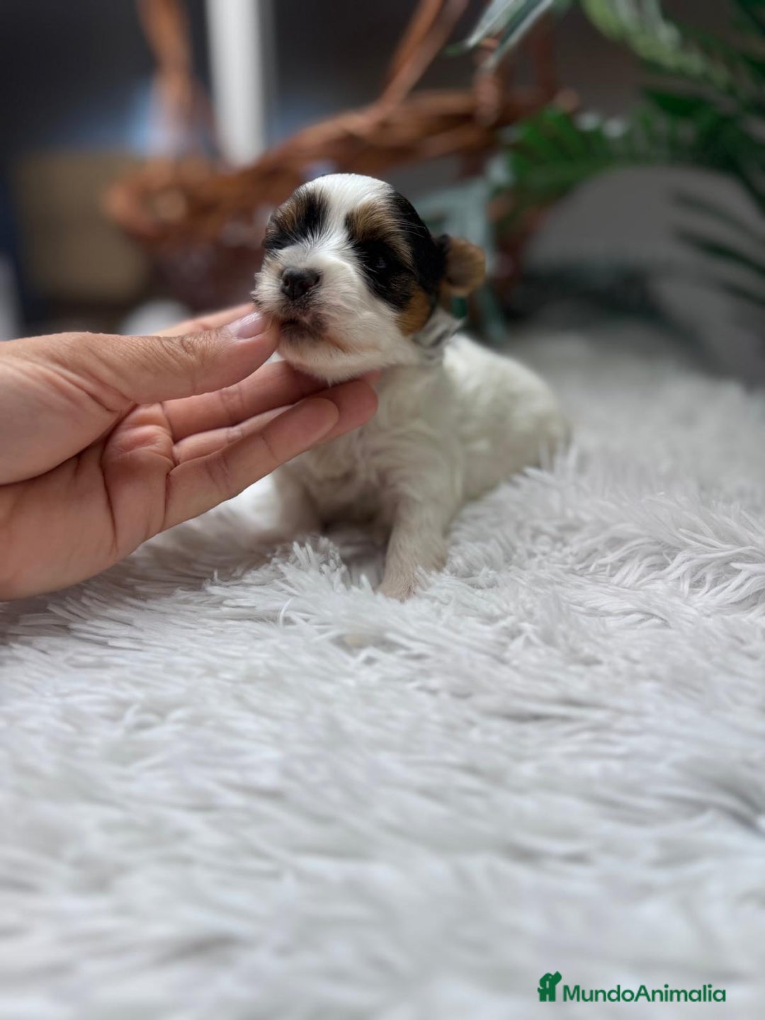 Yorkshire Terrier perros en venta: YORKSHIRE BIEWER - Anuncio 7